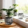 2025 NEW Self Watering Planter Pot with Fish Tank, Mini Transparent Pot for Plants, Automatic Watering System for Home Decor