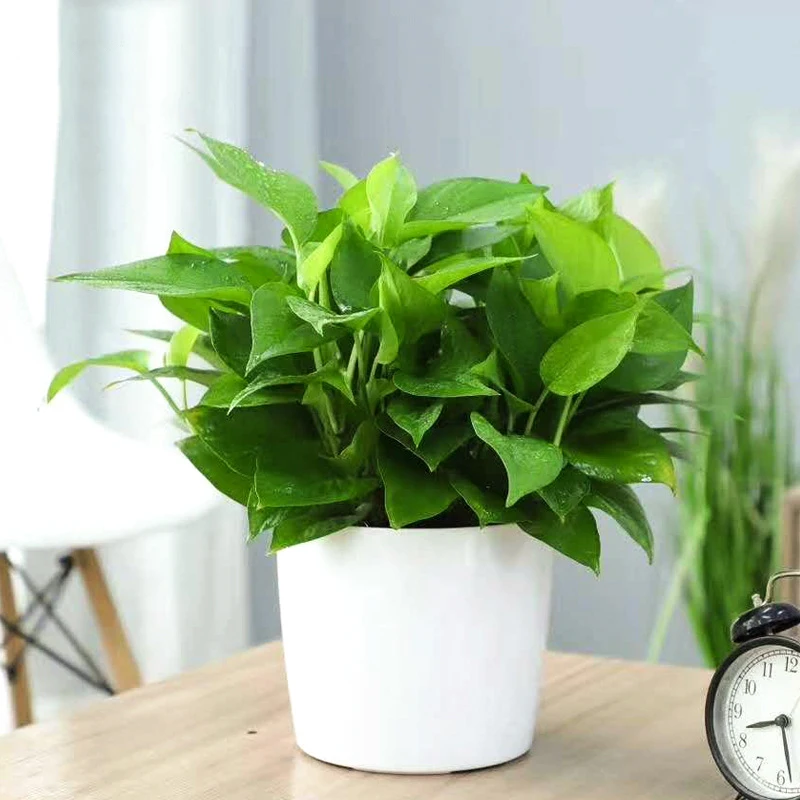 1Pc Indoor Plants Self Watering pots Plastic Flower Pot with Water Level Indicator for Plants Home decoration Planer - Image 6