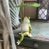 1pc Cartoon Resin Frog Figurine Creative With Leaf Garden Frog Statue Landscape Decoration Craft Frog Ornament Decor Fish Tank