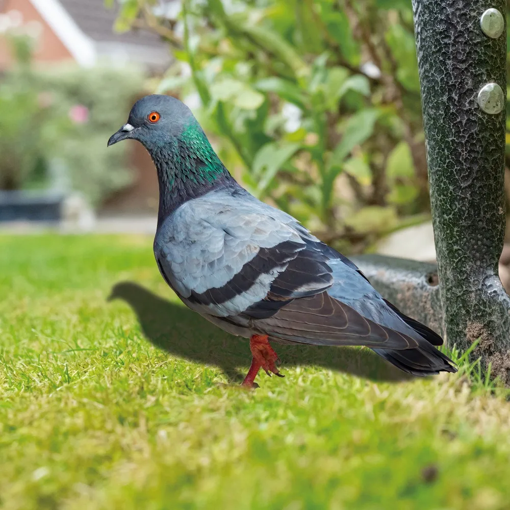 Garden Pigeon Statue 2D Acrylic Wild Pigeon Sculpture For Yard Decor Double-Sided Printing Weatherproof Pigeon Figurine For Farm