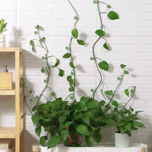 10Pcs Self-Adhesive Plant Wall Fixing Clips Heavy Duty Plastic Vines Holder for Indoor Outdoor Garden Climbing Plants Wall Plant