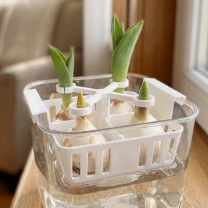 4-Hole Hydroponic Tulip Anti-Tip Stand Stabilize Anti-Fall Plant Fixer Bracket Plastic Keep Upright Tulip Bulb Support Holder