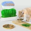 Hydroponic Cat Grass Box – Soilless Catnip Planting Set with Cat Treats for Easy Growth