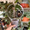 Transparent Acrylic Plant Bracket Round Shape Sturdy Climbing Plant Support Weather-resistant Plants Growth Stand Succulents