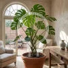 Transparent Acrylic Plant Bracket Weather-resistant Sturdy Plant Trellis Round Shape Fixed Support Frame Climbing Vines