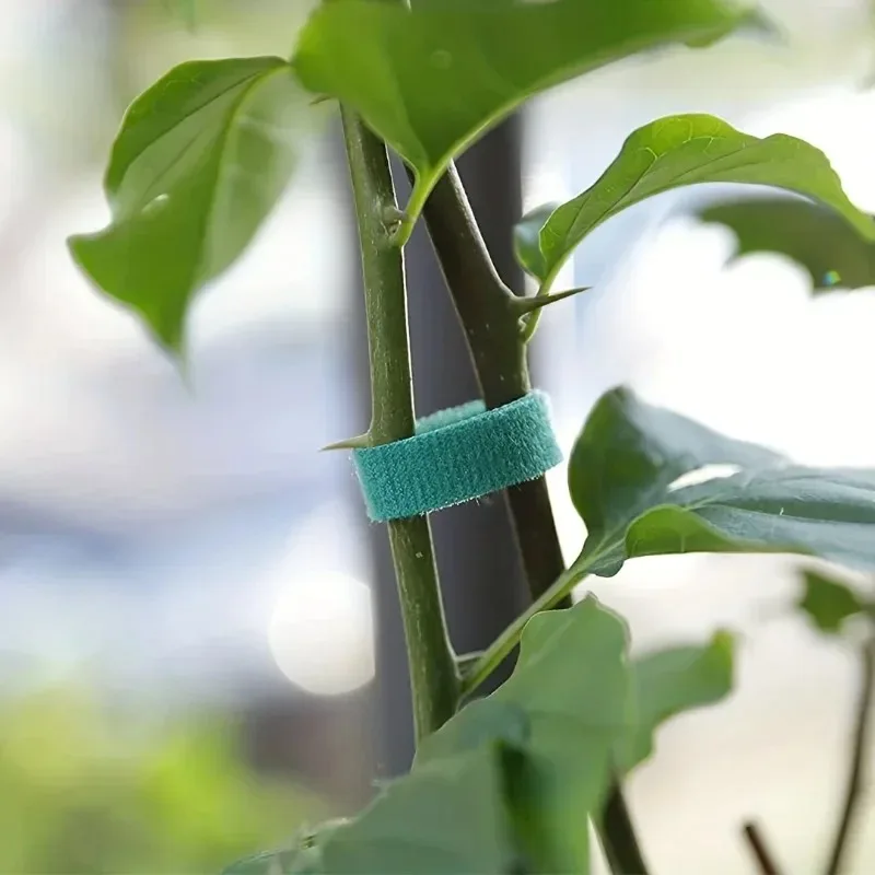 100/2M Plant Nylon Cable Tie Green Garden Twine Self Adhesive Adjustable Plants Bandage Hook Loop Support Reusable Fastener Tape - Image 2