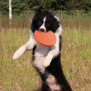 Interactive Silicone Flying Saucer Toy for Dogs And Cats Chew Resistant Flying Disc Pet Game Perfect for Puppy Training Fun