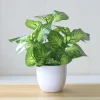 Artificial Plants Bonsai Fake Plants Home Decoration Accessories Plant Pot Office Decoration Living Room Decoration